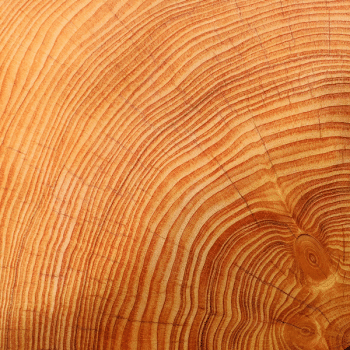 Timber slab close up