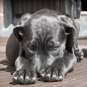 dog flap for back doors