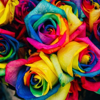 picture of coloured roses