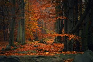 How to Make Your House Autumnal